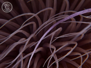 Closeup of a Tube dwelling anemone.  Canon G10, dual inon... by Stephen Holinski 